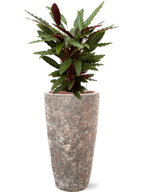 Calathea rufibarba 'Wavestar' en Baq Lava