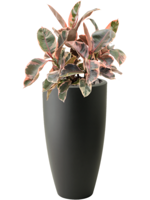 Ficus cyathistipula en Baq Lava