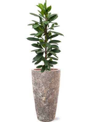 Ficus cyathistipula en Baq Lava