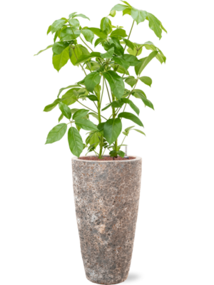 Schefflera actinophylla 'Amate' en Baq Lava