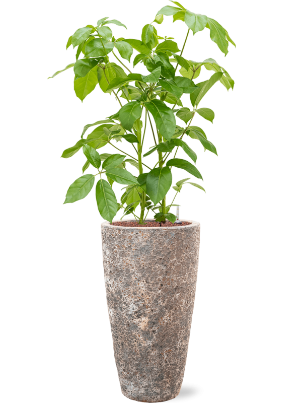 Schefflera actinophylla 'Amate' en Baq Lava