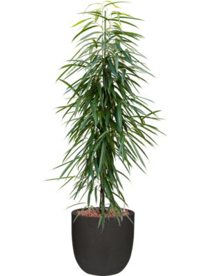 Ficus binnendijkii 'Alii' en Capi Urban Smooth NL