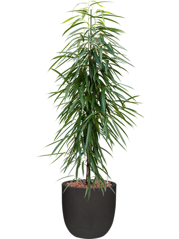 Ficus binnendijkii 'Alii' en Capi Urban Smooth NL