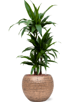 Dracaena fragrans 'Janet Craig' en Baq Opus Hammered