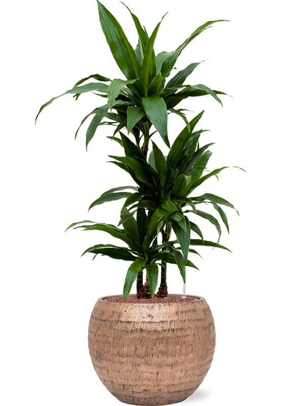 Dracaena fragrans 'Janet Craig' en Baq Opus Hammered
