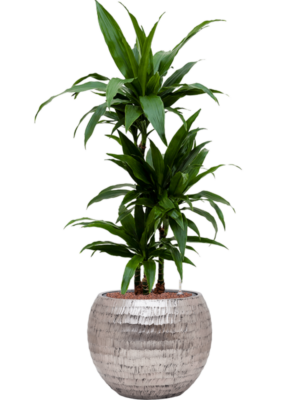 Dracaena fragrans 'Janet Craig' en Baq Opus Hammered