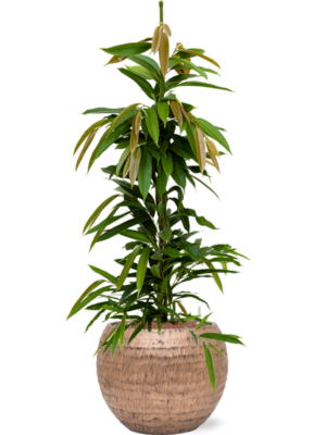 Ficus binnendijkii 'Amstel King' en Baq Opus Hammered