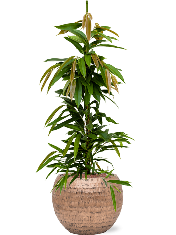Ficus binnendijkii 'Amstel King' en Baq Opus Hammered