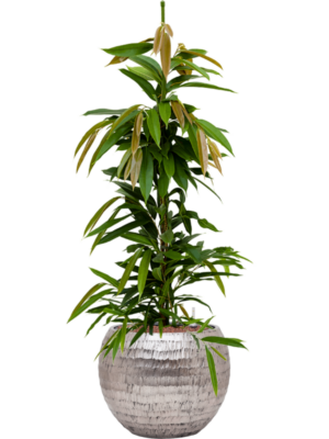 Ficus binnendijkii 'Amstel King' en Baq Opus Hammered