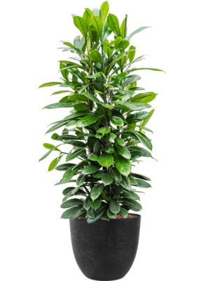 Ficus cyathistipula en Artstone