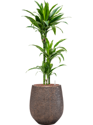 Dracaena fragrans 'Arturo' en Baq Opus Hit