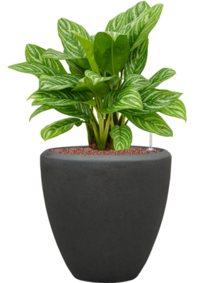 Aglaonema 'Stripes' en Baq Polystone Plain