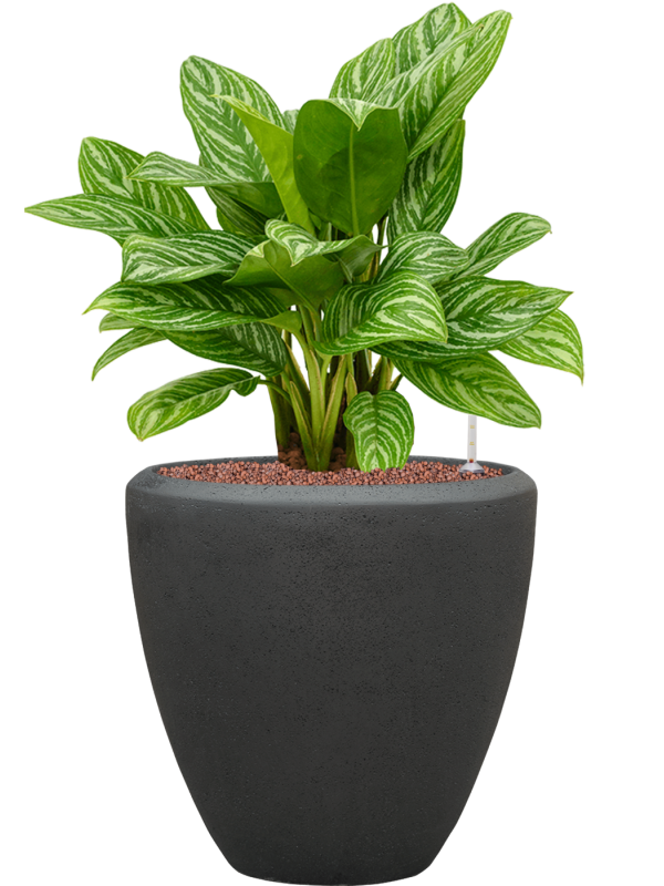 Aglaonema 'Stripes' en Baq Polystone Plain