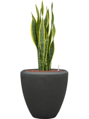 Sansevieria trifasciata 'Laurentii' en Baq Polystone Plain