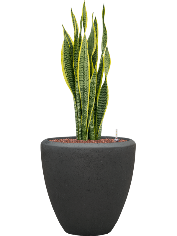 Sansevieria trifasciata 'Laurentii' en Baq Polystone Plain