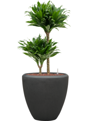 Dracaena fragrans 'Compacta' en Baq Polystone Plain