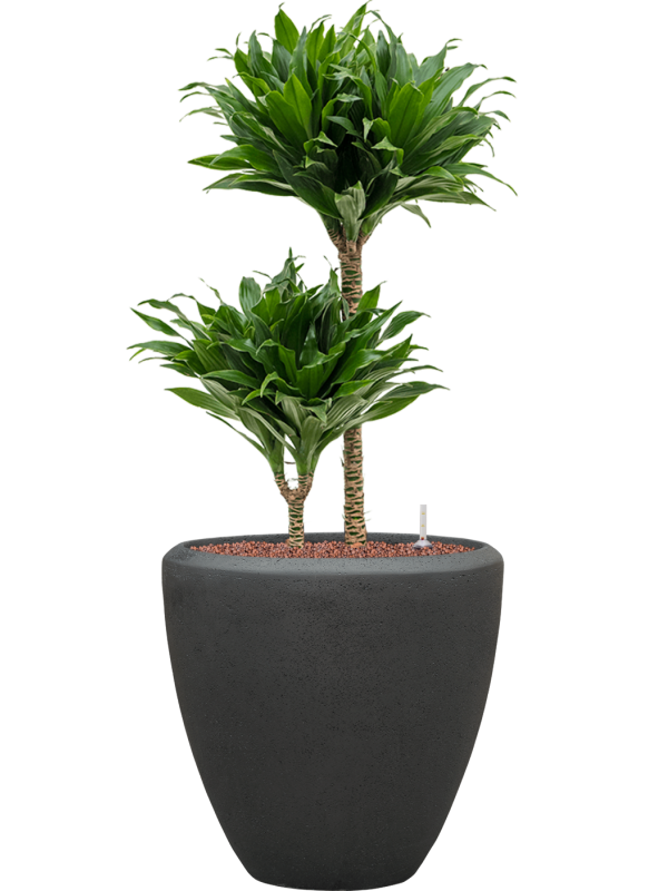 Dracaena fragrans 'Compacta' en Baq Polystone Plain