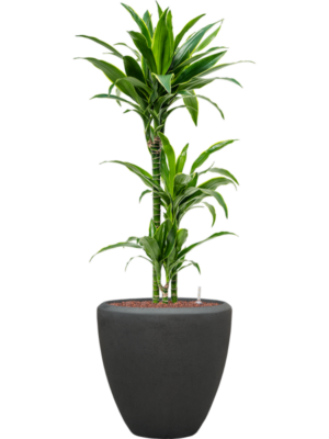 Dracaena fragrans 'Arturo' en Baq Polystone Plain