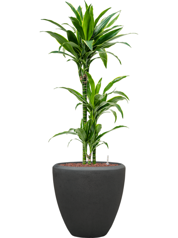 Dracaena fragrans 'Arturo' en Baq Polystone Plain