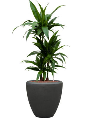 Dracaena fragrans 'Janet Craig' en Baq Polystone Plain