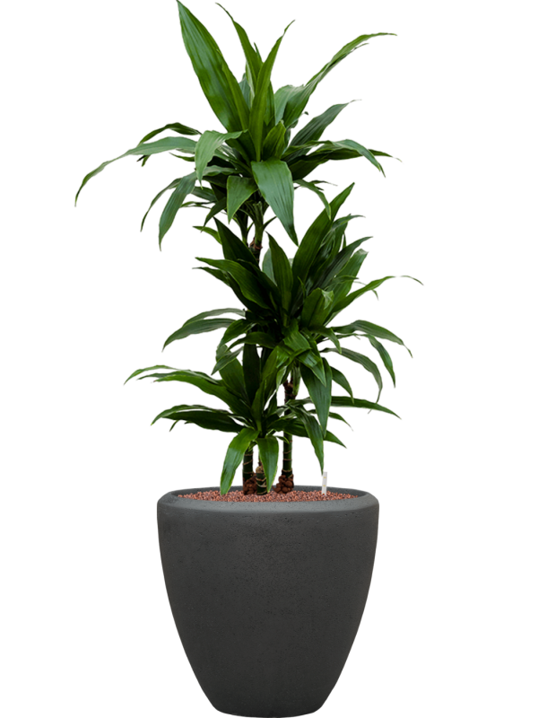 Dracaena fragrans 'Janet Craig' en Baq Polystone Plain