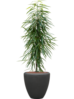 Ficus binnendijkii 'Alii' en Baq Polystone Plain