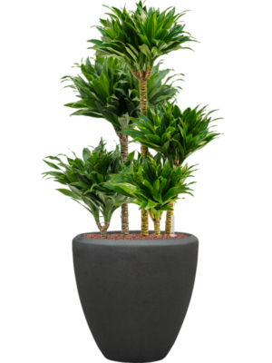 Dracaena fragrans 'Compacta' en Baq Polystone Plain