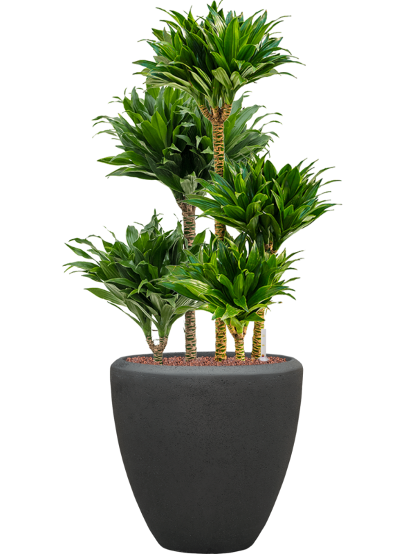 Dracaena fragrans 'Compacta' en Baq Polystone Plain