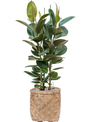 Ficus elastica 'Robusta' en Bohemian