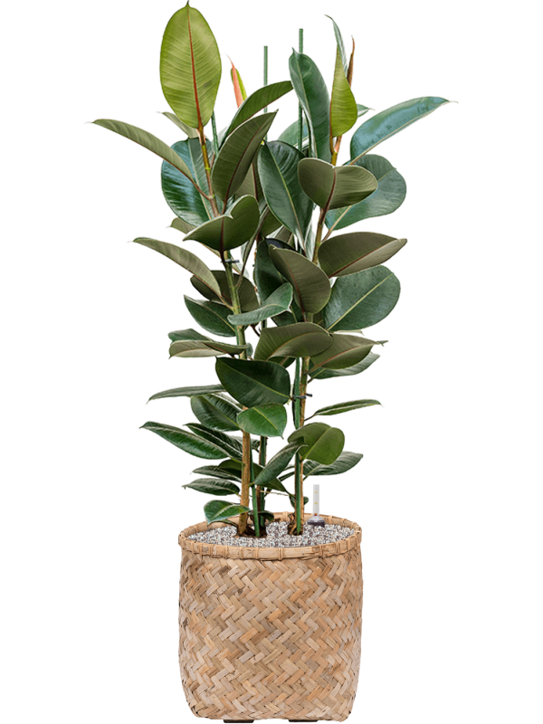 Ficus elastica 'Robusta' en Bohemian, Pottery Pots