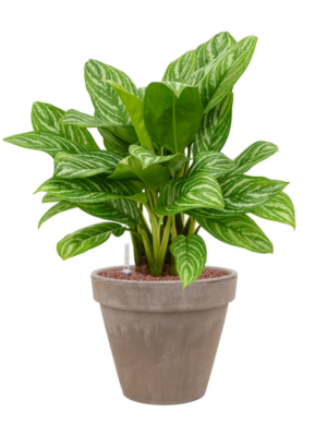 Aglaonema 'Stripes' en Terra Cotta