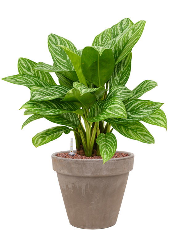 Aglaonema 'Stripes' en Terra Cotta, Den Daas