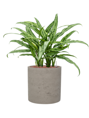Aglaonema 'Cutlass' en Rough