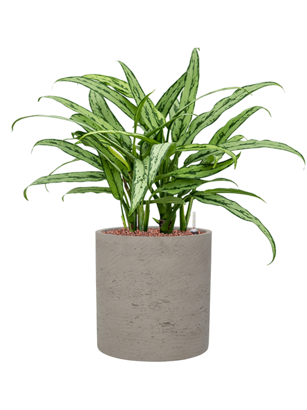 Aglaonema 'Cutlass' en Rough, Pottery Pots