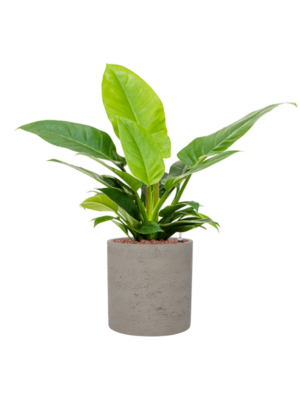 Philodendron 'Imperial Green' en Rough
