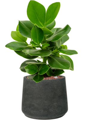 Clusia rosea 'Princess' en Rough