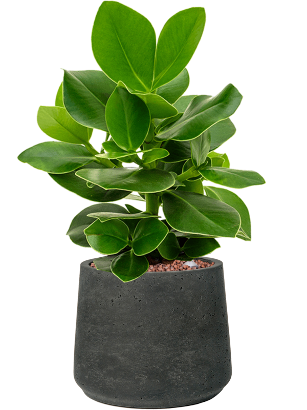 Clusia rosea 'Princess' en Rough, Pottery Pots