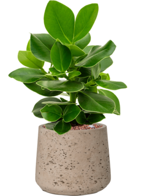 Clusia rosea 'Princess' en Rough