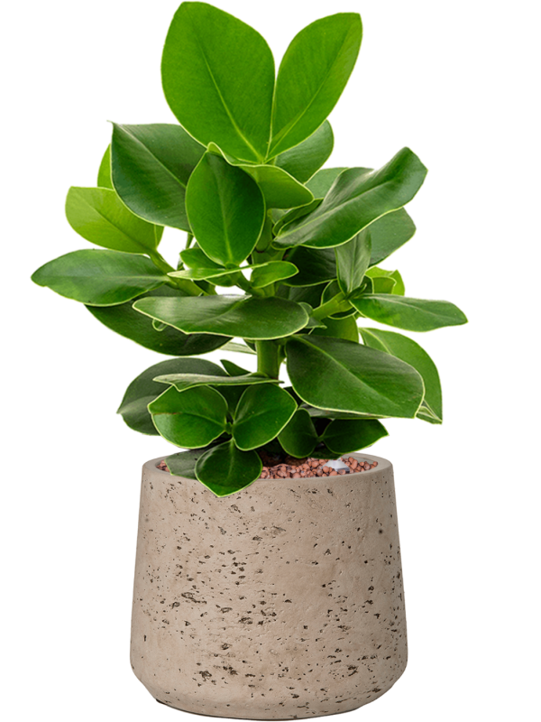 Clusia rosea 'Princess' en Rough, Pottery Pots