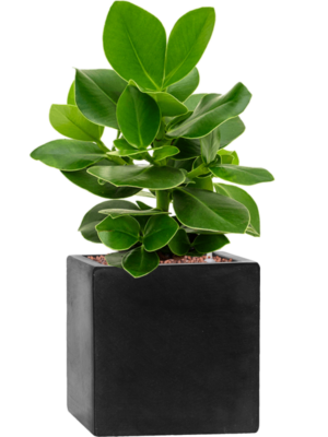Clusia rosea 'Princess' en Fiberstone