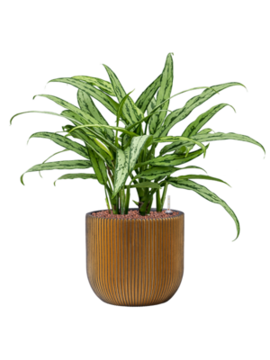 Aglaonema 'Cutlass' en Capi Nature Groove