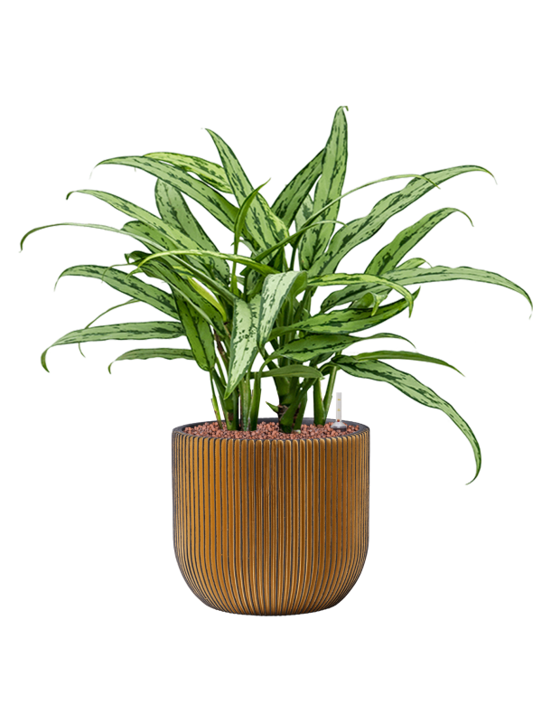 Aglaonema 'Cutlass' en Capi Nature Groove