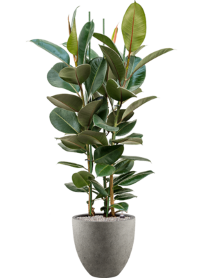 Ficus elastica 'Robusta' en Grigio