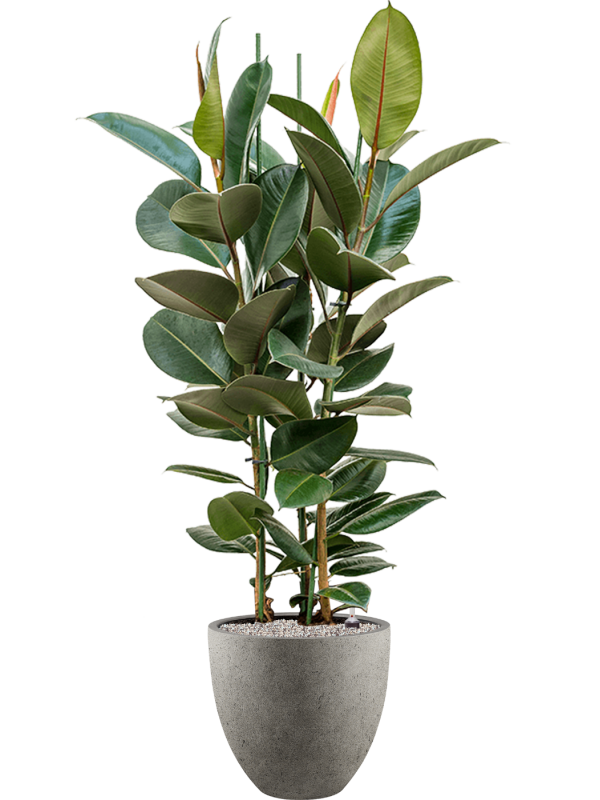 Ficus elastica 'Robusta' en Grigio, Luca Lifestyle