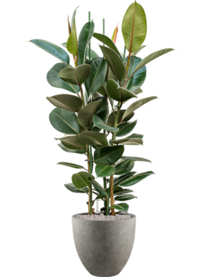 Ficus elastica 'Robusta' en Grigio
