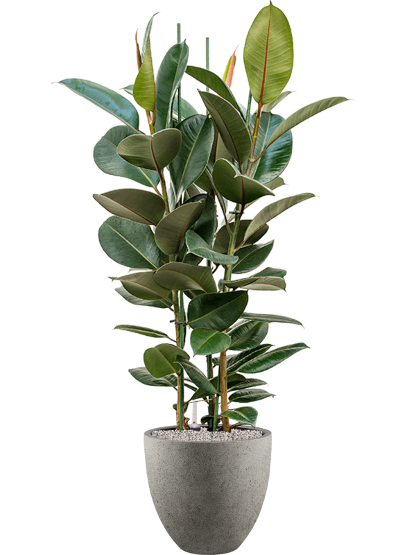 Ficus elastica 'Robusta' en Grigio, Luca Lifestyle