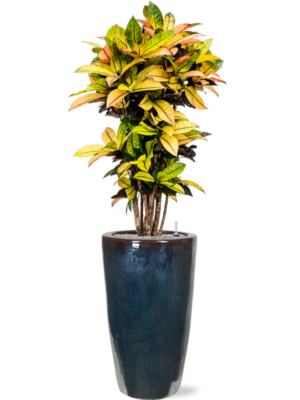 Croton (Codiaeum) variegatum 'Mrs. Iceton' en Plain