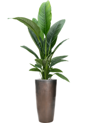 Spathiphyllum 'Sensation' en Plain