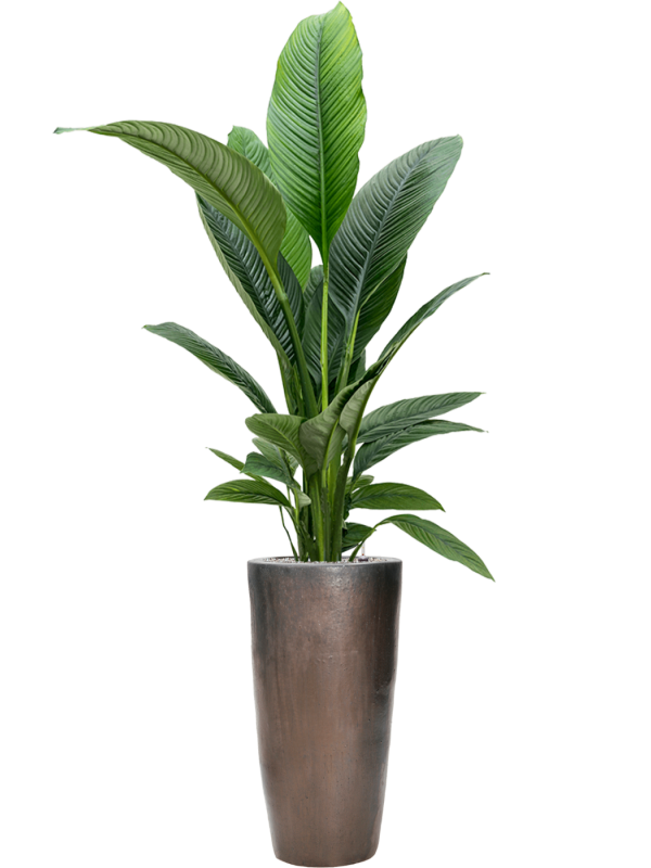 Spathiphyllum 'Sensation' en Plain, Private label
