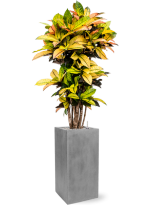 Croton (Codiaeum) variegatum 'Mrs. Iceton' en Fiberstone